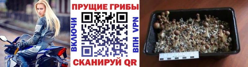 сайты даркнета какой сайт  Мещовск  Галлюциногенные грибы MAGIC MUSHROOMS 
